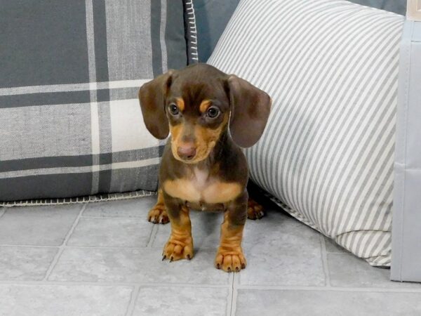 Dachshund DOG Female Red 1289 Petland Gallipolis, OH