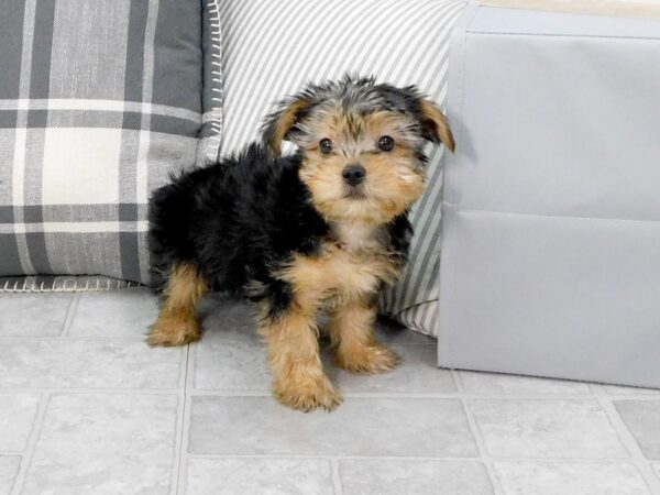 Yorkshire Terrier DOG Male Black / Tan 1290 Petland Gallipolis, OH