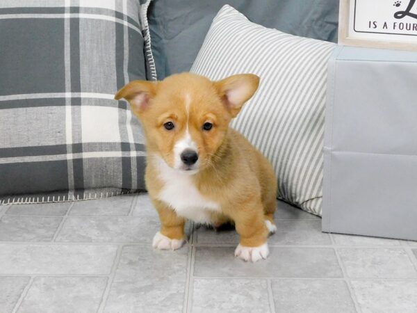 Pembroke Welsh Corgi DOG Male Sable / White 1292 Petland Gallipolis, OH