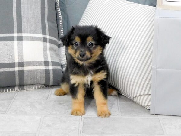 Chiweenie-DOG-Male-Black / Tan-1293-Petland Gallipolis, OH