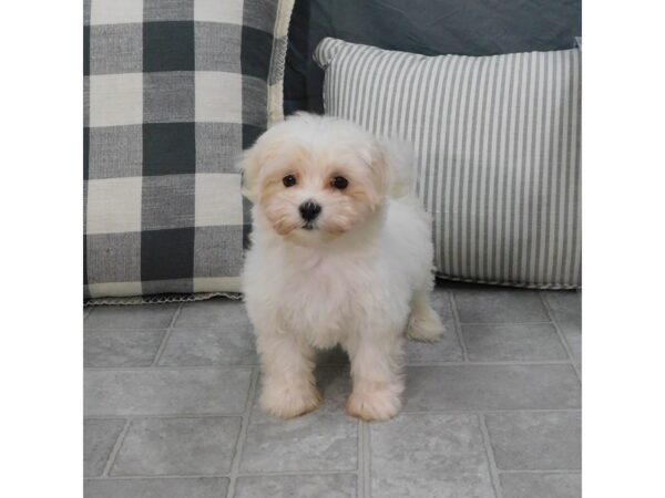 Maltese DOG Female White 1297 Petland Gallipolis, OH