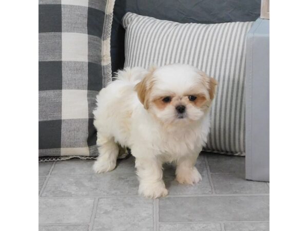 Shih Tzu-DOG-Female-Red / White-1298-Petland Gallipolis, OH