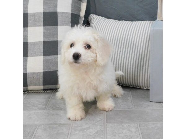 Bichon Frise DOG Male White 1299 Petland Gallipolis, OH