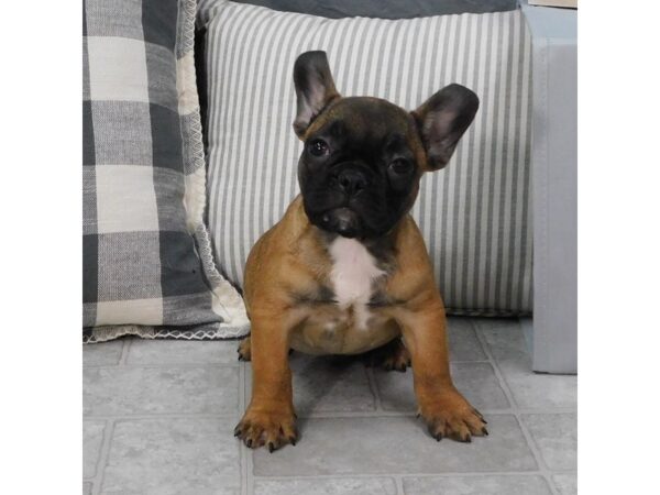 French Bulldog-DOG-Male-Fawn-1300-Petland Gallipolis, OH