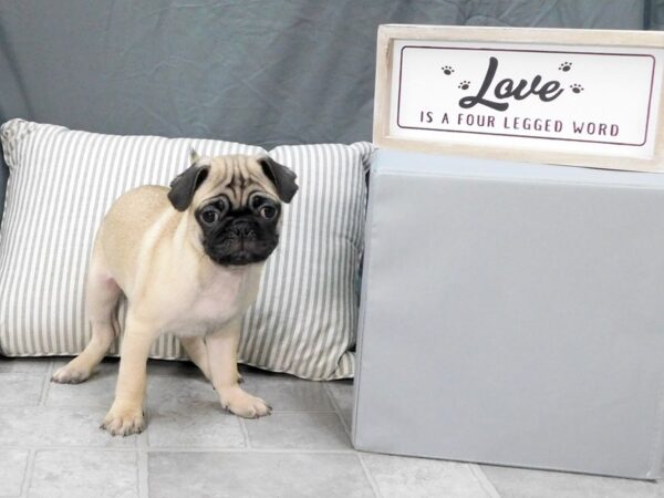 Pug-DOG-Male-Fawn-1302-Petland Gallipolis, OH