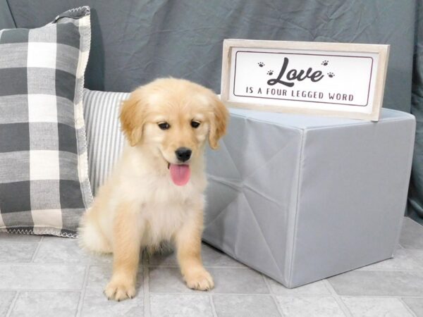 Golden Retriever DOG Female Golden 1303 Petland Gallipolis, OH