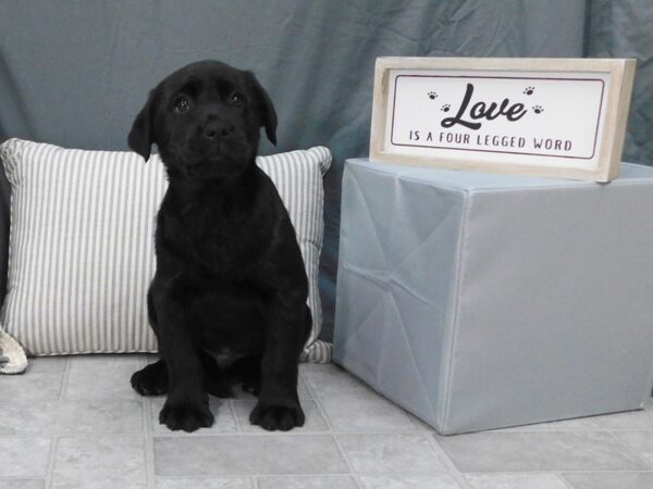 Labrador Retriever-DOG-Male-Black-1305-Petland Gallipolis, OH