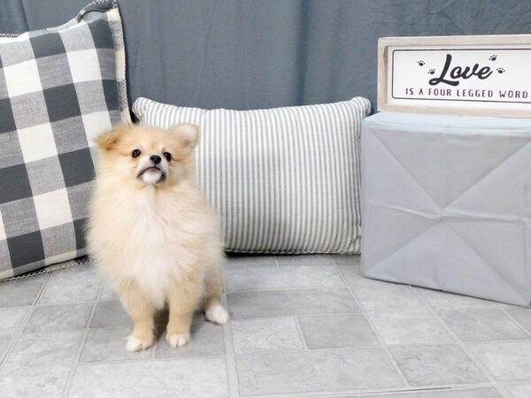 Pomeranian-DOG-Female-Orange Sable-1309-Petland Gallipolis, OH