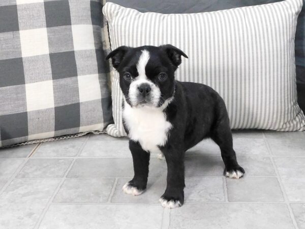 Boston Terrier DOG Female Black / White 1314 Petland Gallipolis, OH