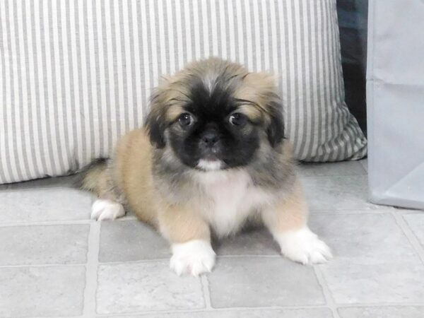 Pekingese DOG Male Brown / White 1313 Petland Gallipolis, OH