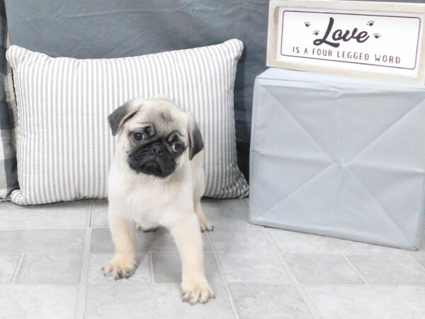 Pug-DOG-Male-Fawn-1311-Petland Gallipolis, OH