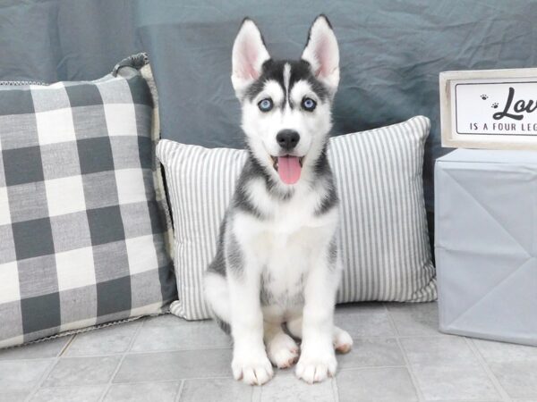 Siberian Husky DOG Female Black / White 1312 Petland Gallipolis, OH