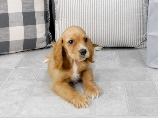 Cocker Spaniel DOG Male Buff 1315 Petland Gallipolis, OH