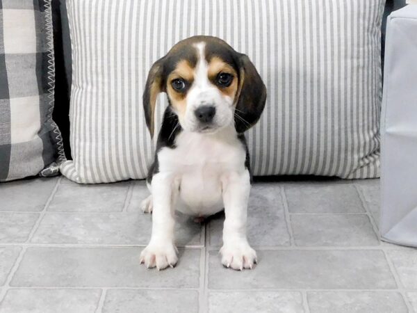 Beagle DOG Male Black Tan / White 1316 Petland Gallipolis, OH