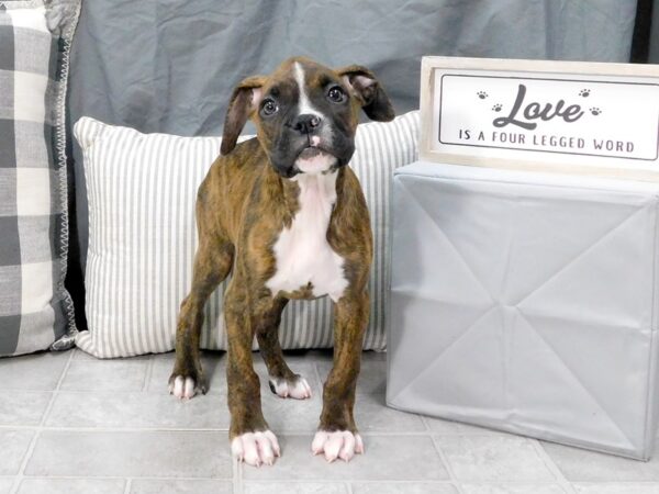 Boxer DOG Male Brindle 1317 Petland Gallipolis, OH