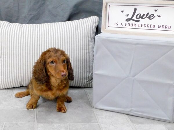 Dachshund-DOG-Female-Red Sable-1318-Petland Gallipolis, OH