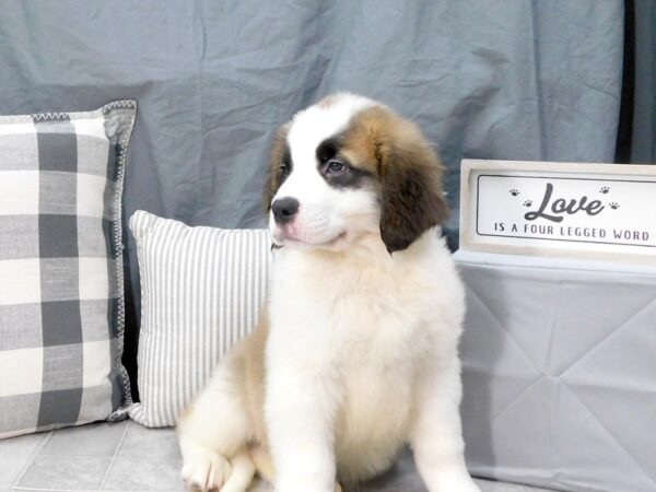 Saint Bernard DOG Male Mahogany / White 1319 Petland Gallipolis, OH