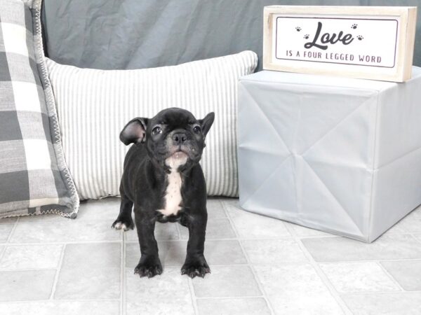 French Bulldog-DOG-Female-Brindle-1323-Petland Gallipolis, OH