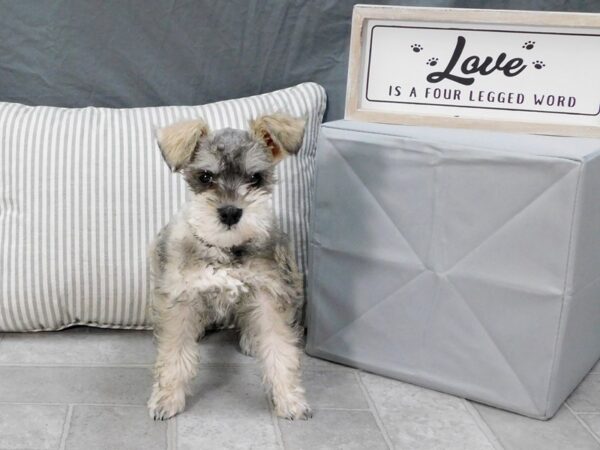 Miniature Schnauzer-DOG-Male-Liver Pepper-1326-Petland Gallipolis, OH