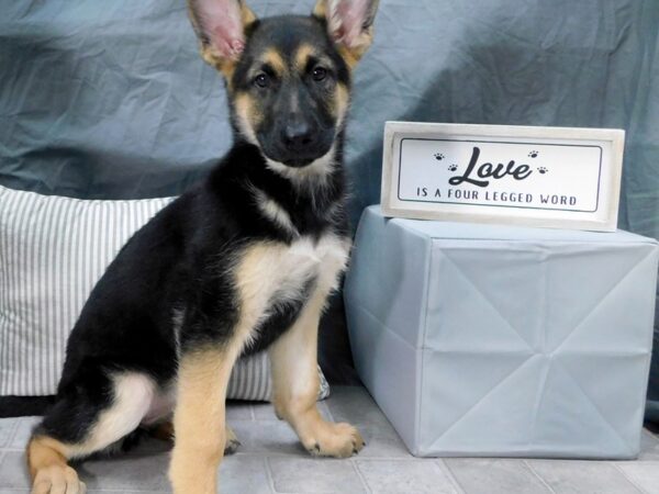 German Shepherd-DOG-Female-Black & Tan-1325-Petland Gallipolis, OH