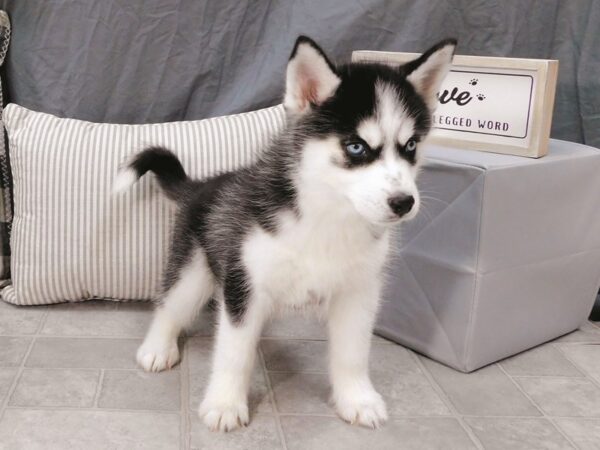 Siberian Husky DOG Female Black / White 1322 Petland Gallipolis, OH