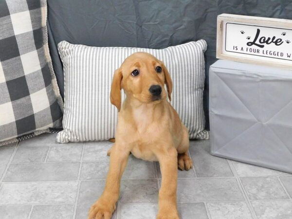 Labrador Retriever DOG Female Yellow 1329 Petland Gallipolis, OH