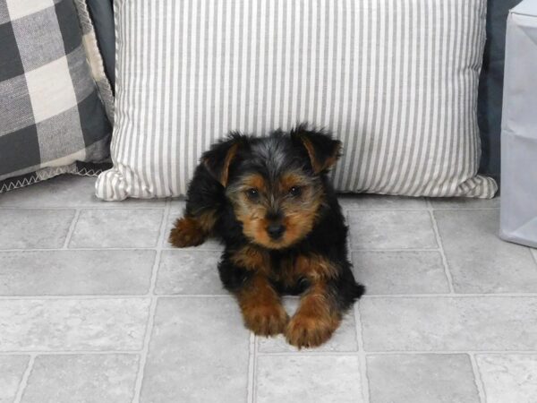 Yorkshire Terrier-DOG-Male-Black / Tan-1331-Petland Gallipolis, OH