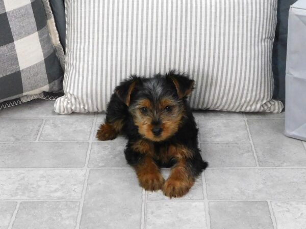 Yorkshire Terrier DOG Male Black / Tan 1331 Petland Gallipolis, OH