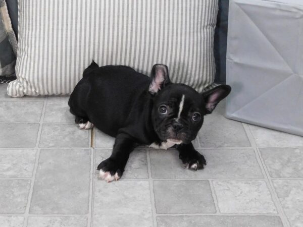 French Bulldog DOG Male Brindle 1332 Petland Gallipolis, OH