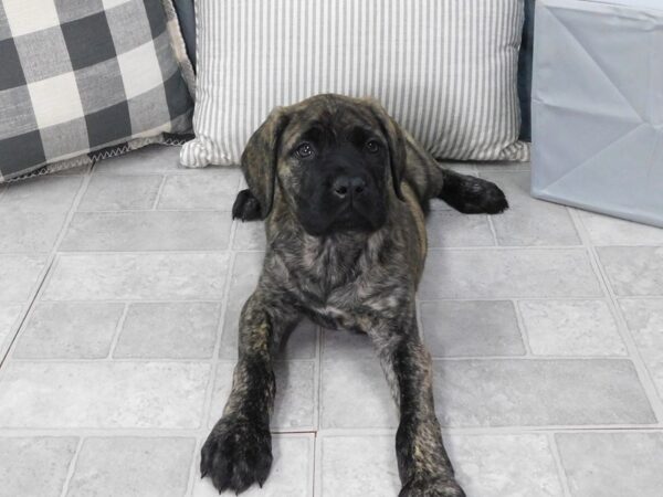 Mastiff DOG Female Brindle 1334 Petland Gallipolis, OH