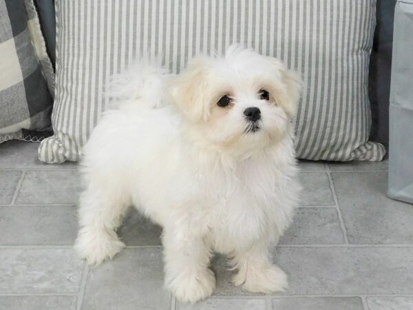 Maltese DOG Female White 1330 Petland Gallipolis, OH