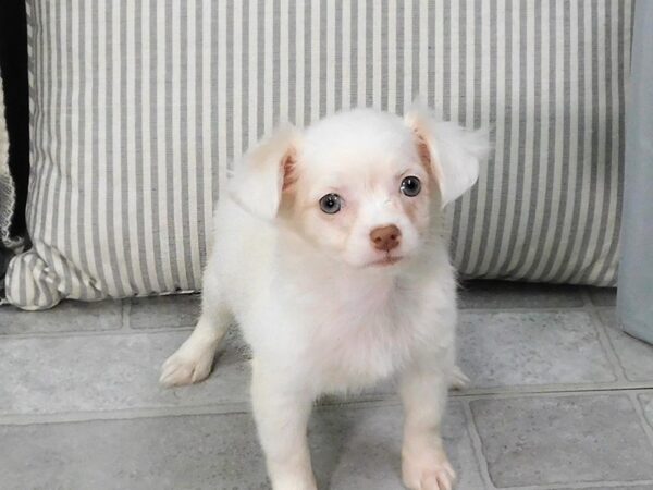 Chihuahua-DOG-Female-Cream-1341-Petland Gallipolis, OH