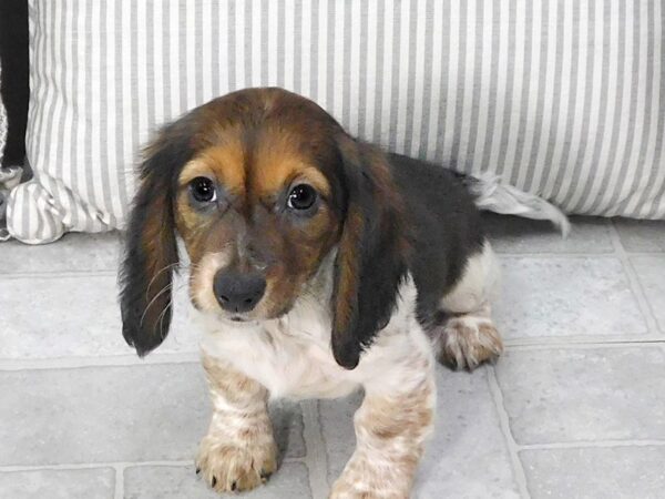 Dachshund DOG Female Wild Boar 1340 Petland Gallipolis, OH