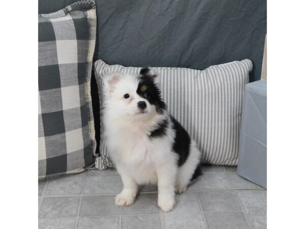 Miniature Australian Shepherd DOG Male Black 1337 Petland Gallipolis, OH