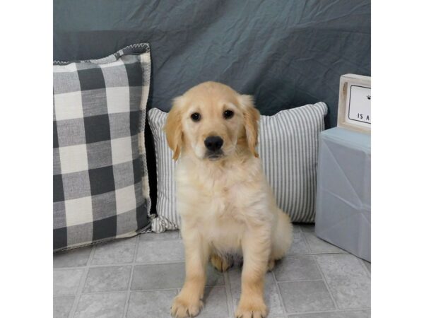 Golden Retriever DOG Male Light Golden 1333 Petland Gallipolis, OH