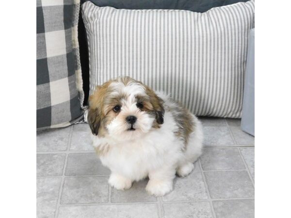 Teddy Bear DOG Male Gold / White 1336 Petland Gallipolis, OH