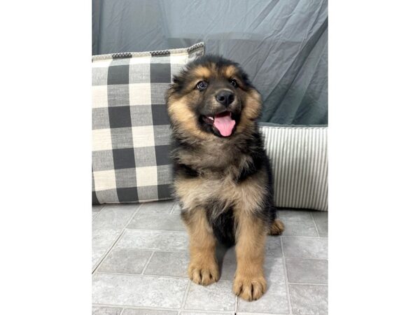 German Shepherd Dog DOG Male Black / Tan 1344 Petland Gallipolis, OH