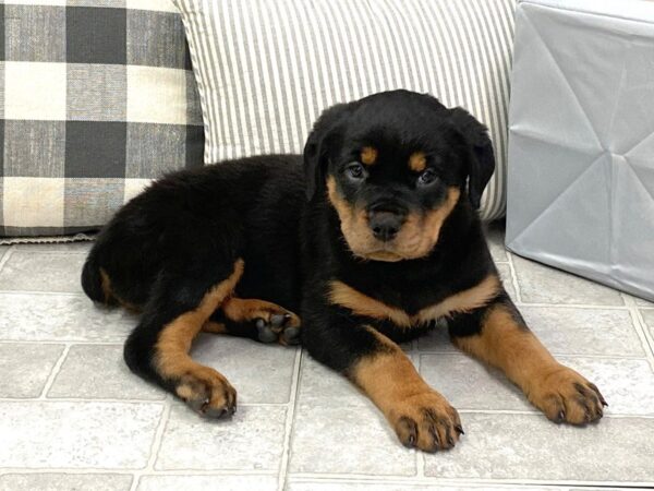 Rottweiler DOG Female Black / Rust 1350 Petland Gallipolis, OH