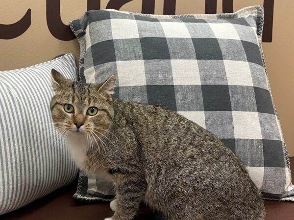 Domestic Short Hair-CAT-Female-Tabby w/White Markings-1353-Petland Gallipolis, OH
