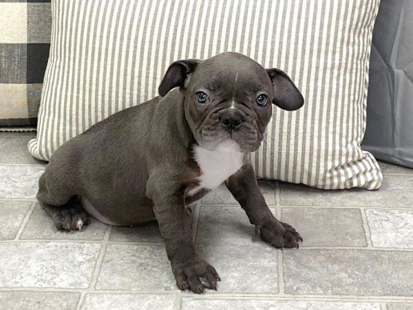 French Bulldog-DOG-Male-Blue-1348-Petland Gallipolis, OH