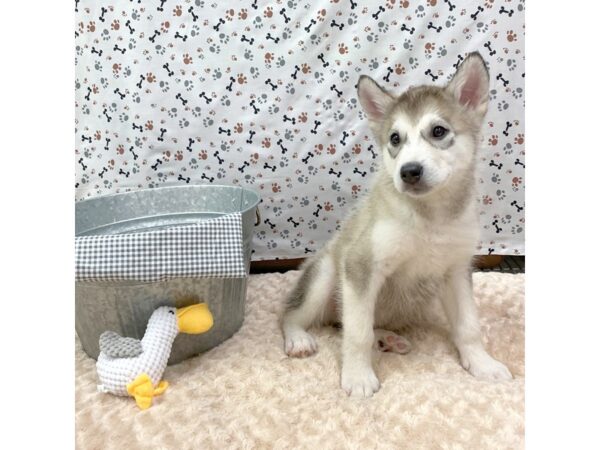 Alaskan Malamute DOG Male Black / White 1347 Petland Gallipolis, OH