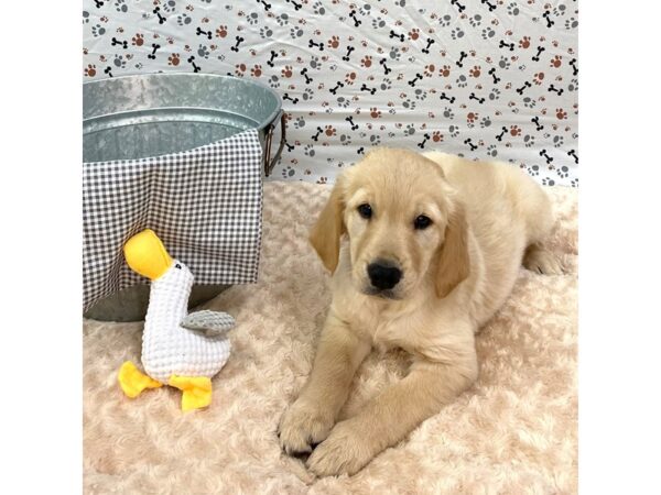 Golden Retriever DOG Male Light Golden 1356 Petland Gallipolis, OH