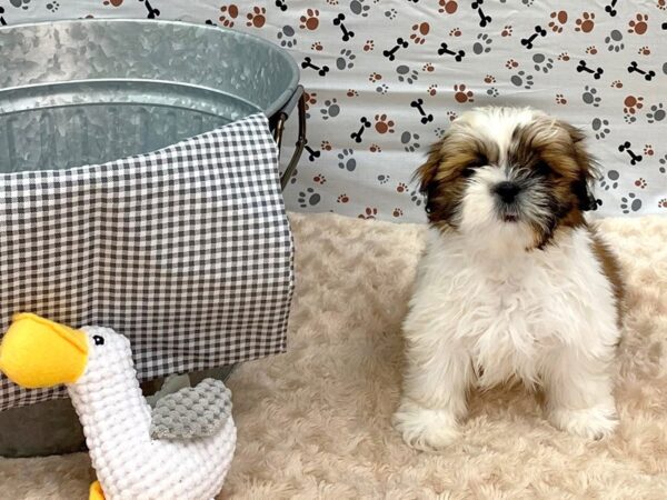 Shih Tzu DOG Female White / Brown 1355 Petland Gallipolis, OH