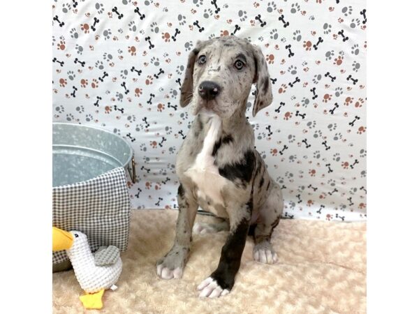 Great Dane DOG Female Merle 1357 Petland Gallipolis, OH