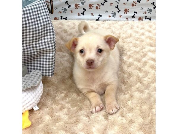 Chihuahua-DOG-Male-Cream-1359-Petland Gallipolis, OH