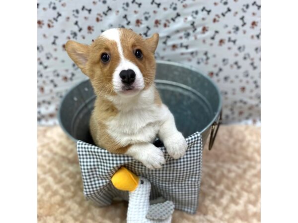 Pembroke Welsh Corgi DOG Male Sable / White 1361 Petland Gallipolis, OH