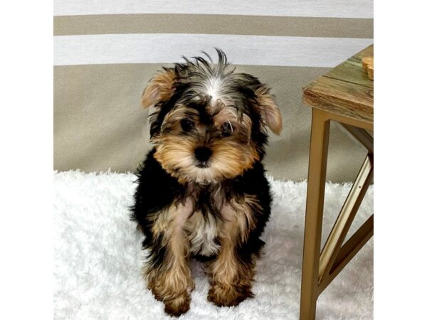 Yorkshire Terrier DOG Male Black / Tan 1360 Petland Gallipolis, OH