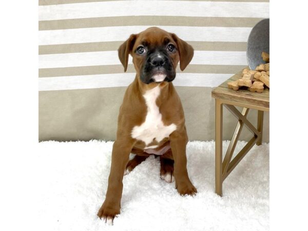 Boxer DOG Female Fawn / White 1362 Petland Gallipolis, OH