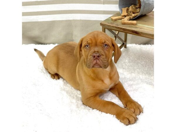 Dogue de Bordeaux DOG Female Red 1358 Petland Gallipolis, OH