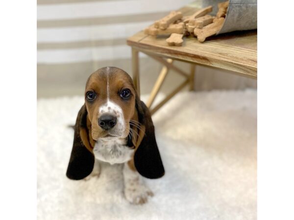 Basset Hound-DOG-Female-Black Tan / White-1367-Petland Gallipolis, OH